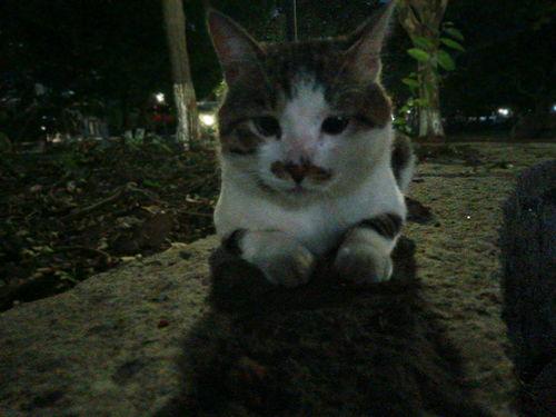 短鼻男明星,揭秘那些短鼻男明星的独特风采