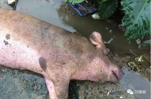 猪老师有什么瓜,揭秘娱乐圈的惊人瓜料