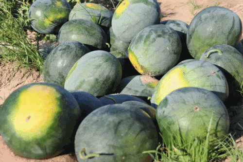 村里吃瓜视频,吃瓜视频里的农村生活剪影