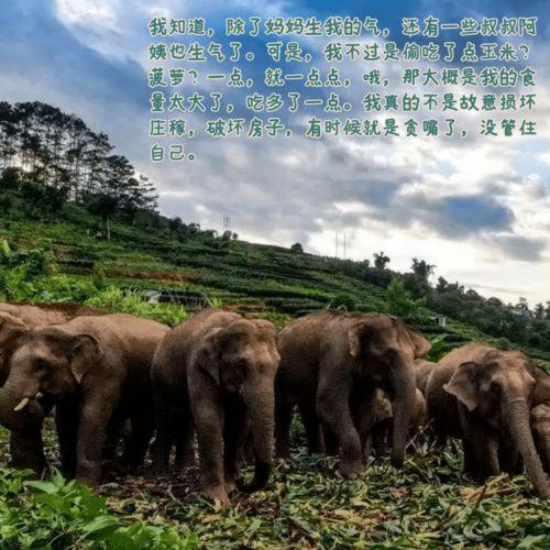 非洲象吃瓜,西瓜盛宴