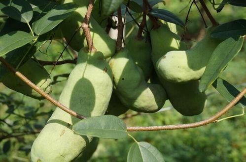 山月记吃瓜,揭秘神秘瓜果背后的奇幻传说