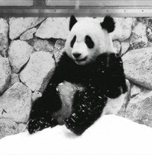 头条gif动图不显示,头条gif动图无法显示的解决方案揭秘