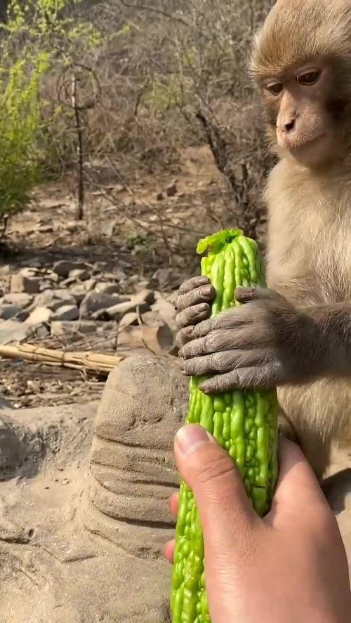 猴子吃瓜艺考,揭秘艺考生的独特生活