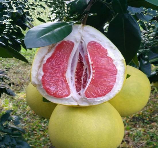 哈尔滨蜜柚事件吃瓜,揭秘食品安全风波背后的真相