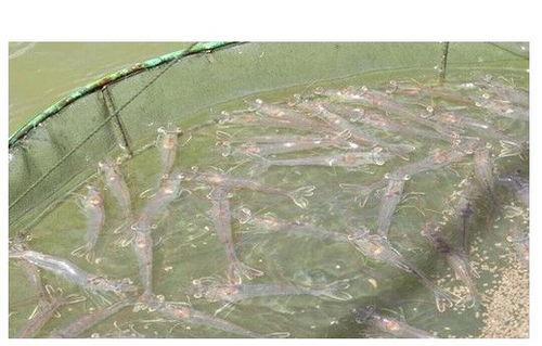 对虾看料台黄脚,看料台现象背后的奥秘