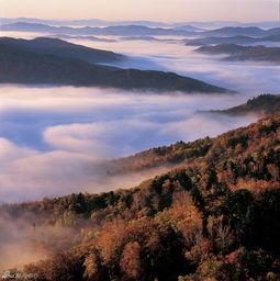 伊春西林的明星,揭秘森林深处的璀璨星河