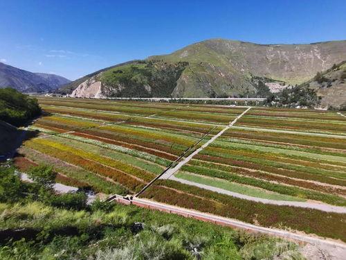 东川区网红,揭秘这座城市的网络魅力与活力