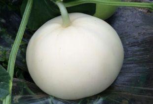 吃梨瓜小便次数多