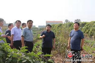 曲周县林下镇新闻头条,聚焦乡村振兴，打造绿色发展新样板