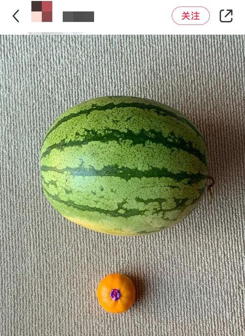 吃世界瓜,探寻世界瓜果的奇妙风味