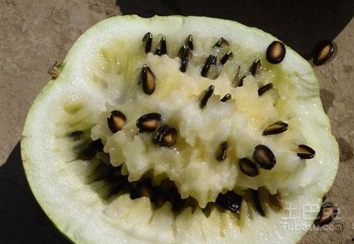 甘肃吃籽瓜视频