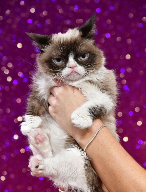 网红媳妇的猫咪是谁,揭秘网络红人的萌宠生活