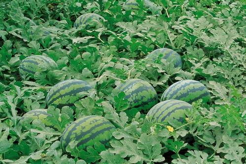 李姐大棚瓜免费吃,共享丰收喜悦